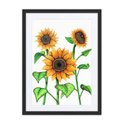 Sunflowers framed print with mat - Martin K Designs